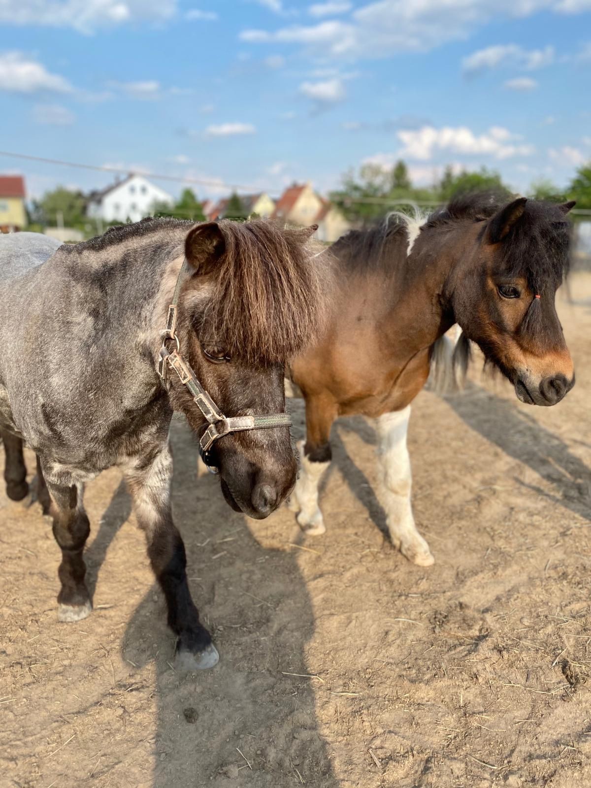 Ponyführen