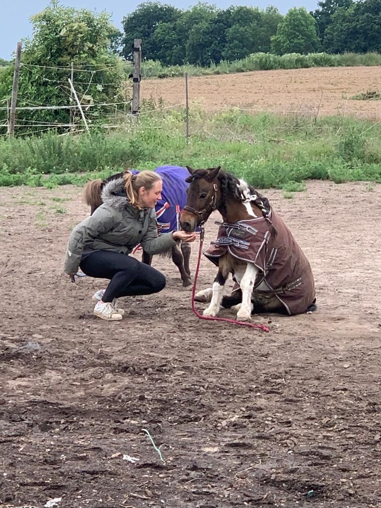 Ponylehrgang